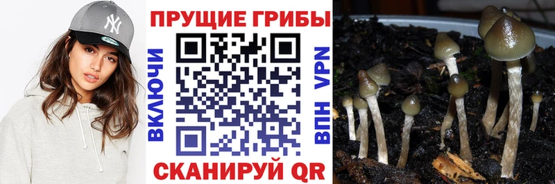 Псилоцибиновые грибы Cubensis  Бутурлиновка 
